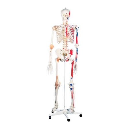Fabrication Enterprises 3B Anatomical Model - Sam The Super Skeleton on Roller Stand 951062